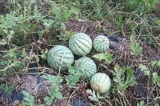 被吃瓜害了的网红有哪些,揭秘网络暴力下的受害者 第3张 被吃瓜害了的网红有哪些,揭秘网络暴力下的受害者 第3张